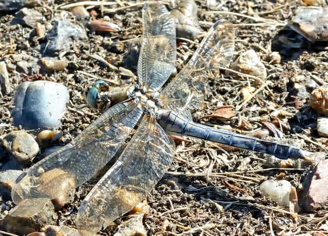 昆虫図鑑・シオヤトンボ